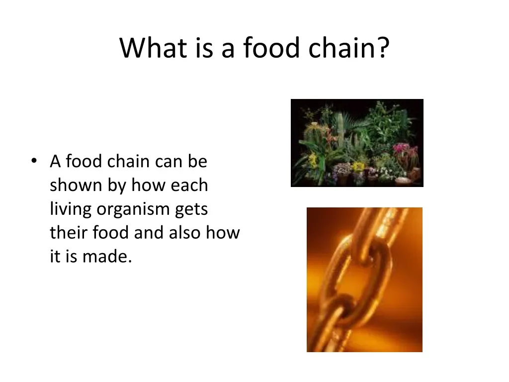 what is a food chain