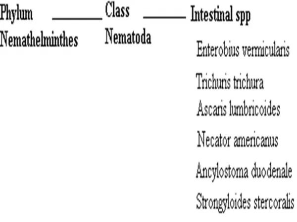 Ascaris lumbricoides Life Cycle