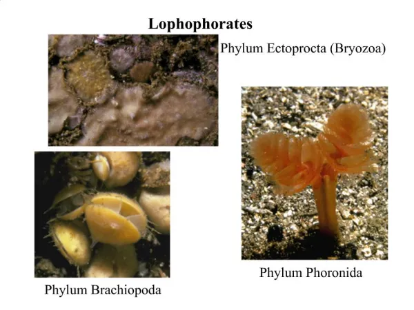 Lophophorates