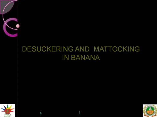 DESUCKERING AND MATTOCKING IN BANANA