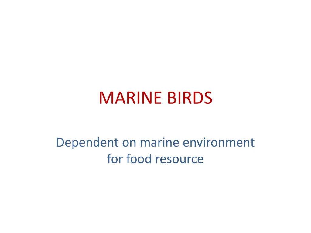 marine birds