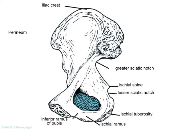 Perineum