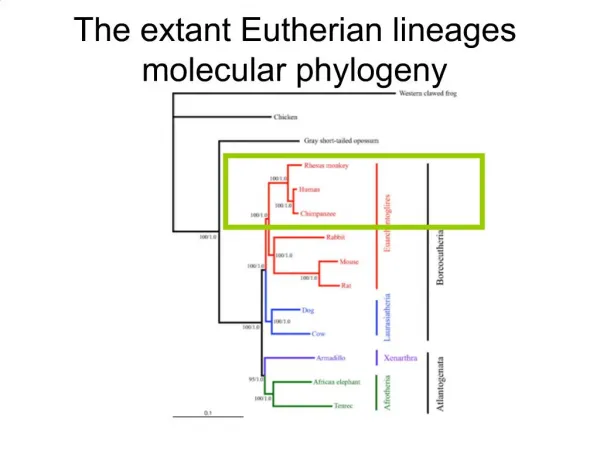 The extant Eutherian lineages molecular phylogeny