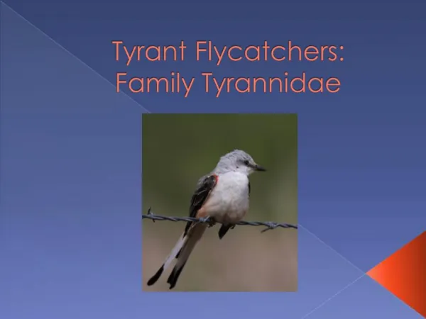 Tyrant Flycatchers: Family Tyrannidae