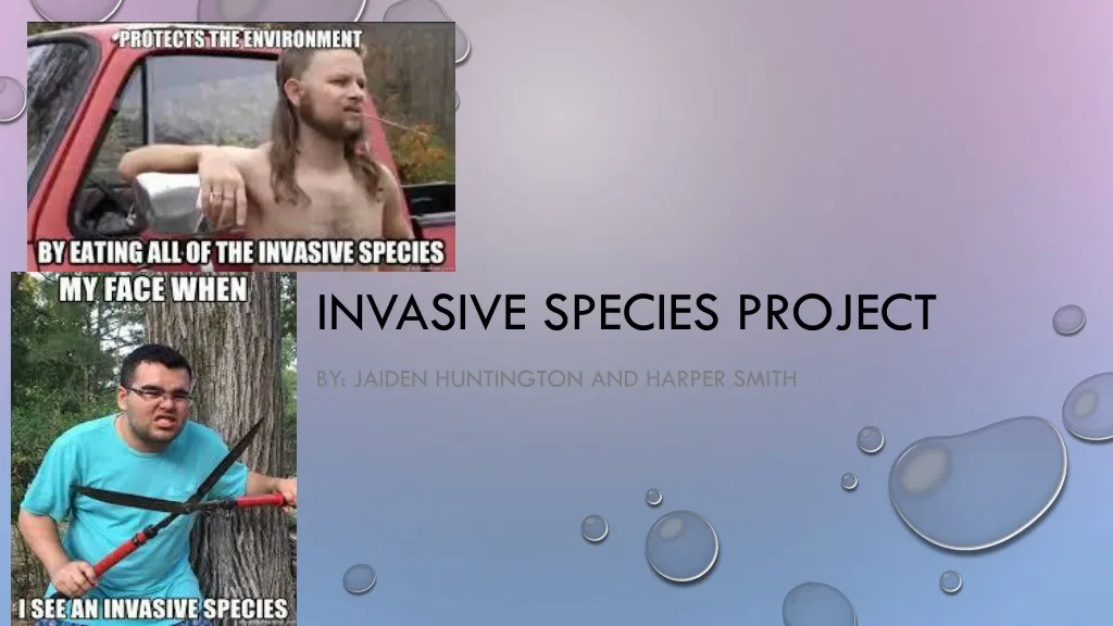 invasive species project