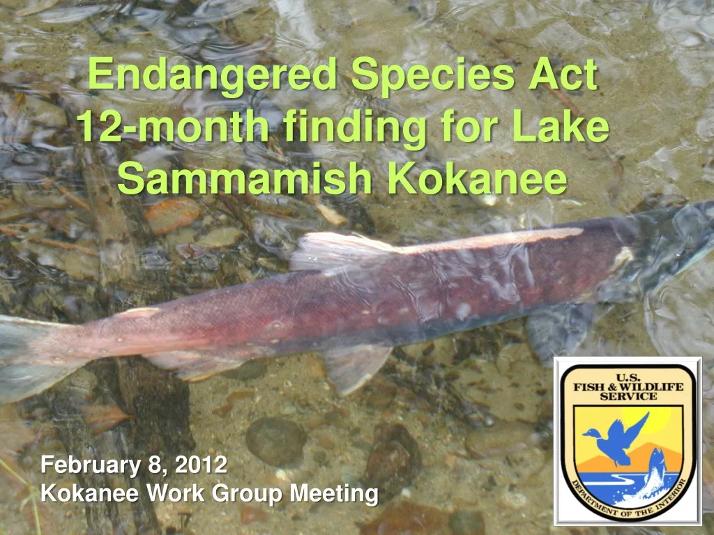 endangered species act 12 month finding for lake sammamish kokanee