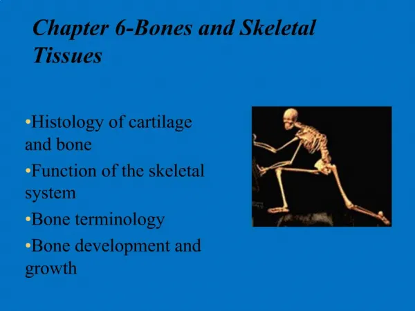 Chapter 6-Bones and Skeletal Tissues