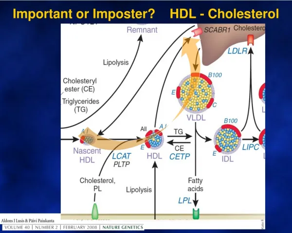 Important or Imposter? HDL - Cholesterol