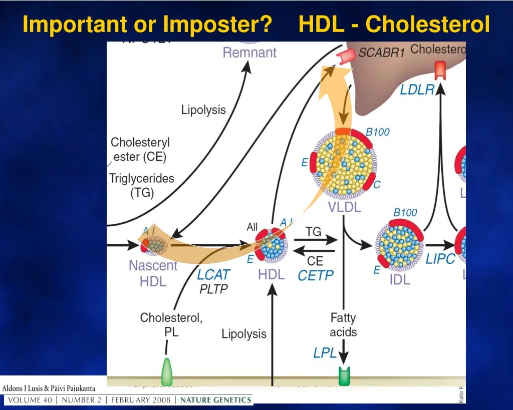 important or imposter hdl cholesterol