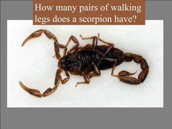 How many pairs of walking legs does a scorpion have