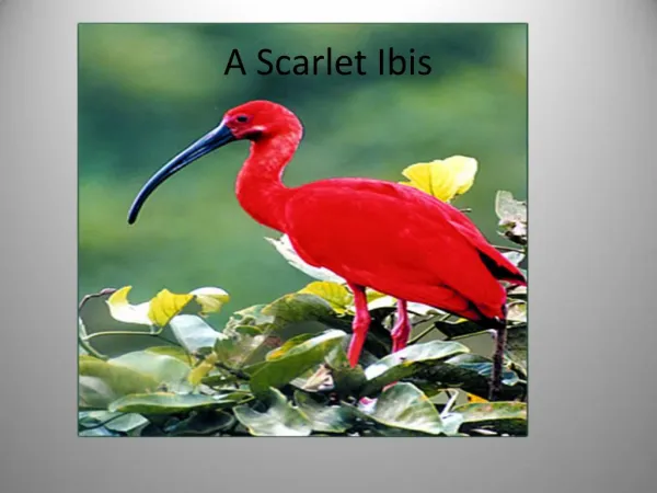 A Scarlet Ibis