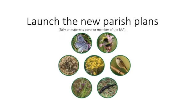 Launch the new parish plans (Sally or maternity cover or member of the BAP).