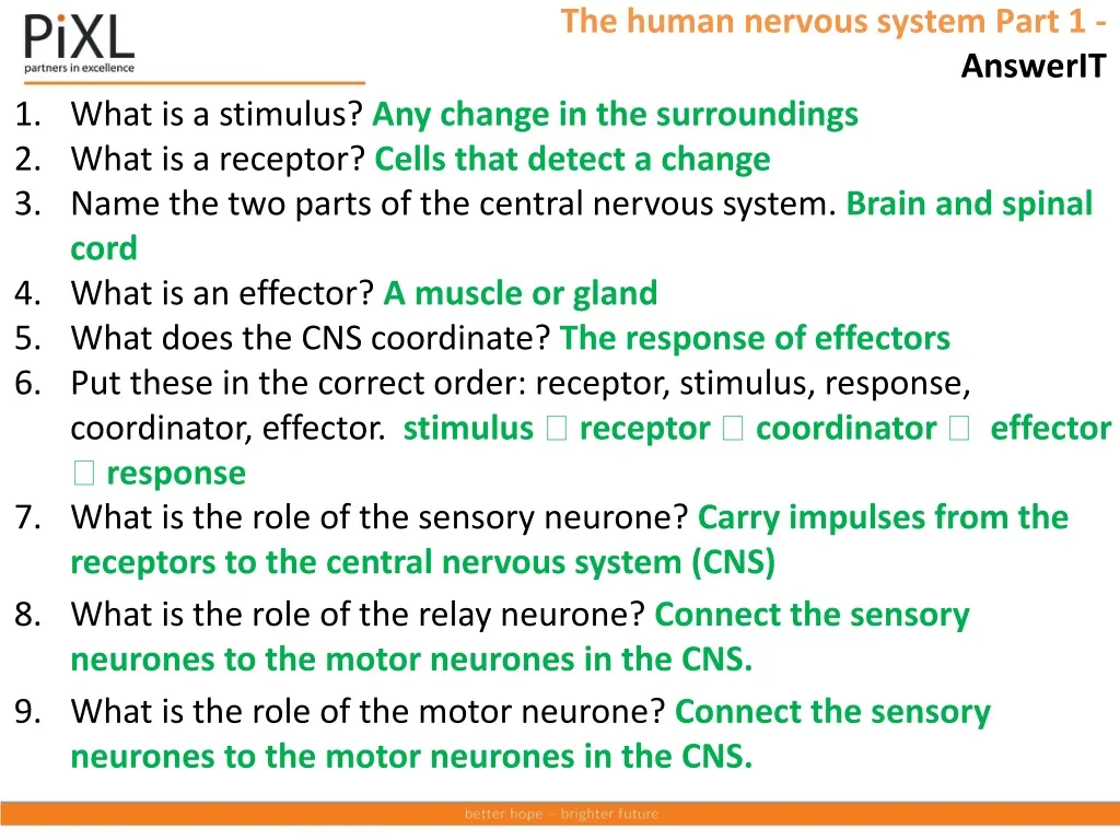 the human nervous system part 1 answerit