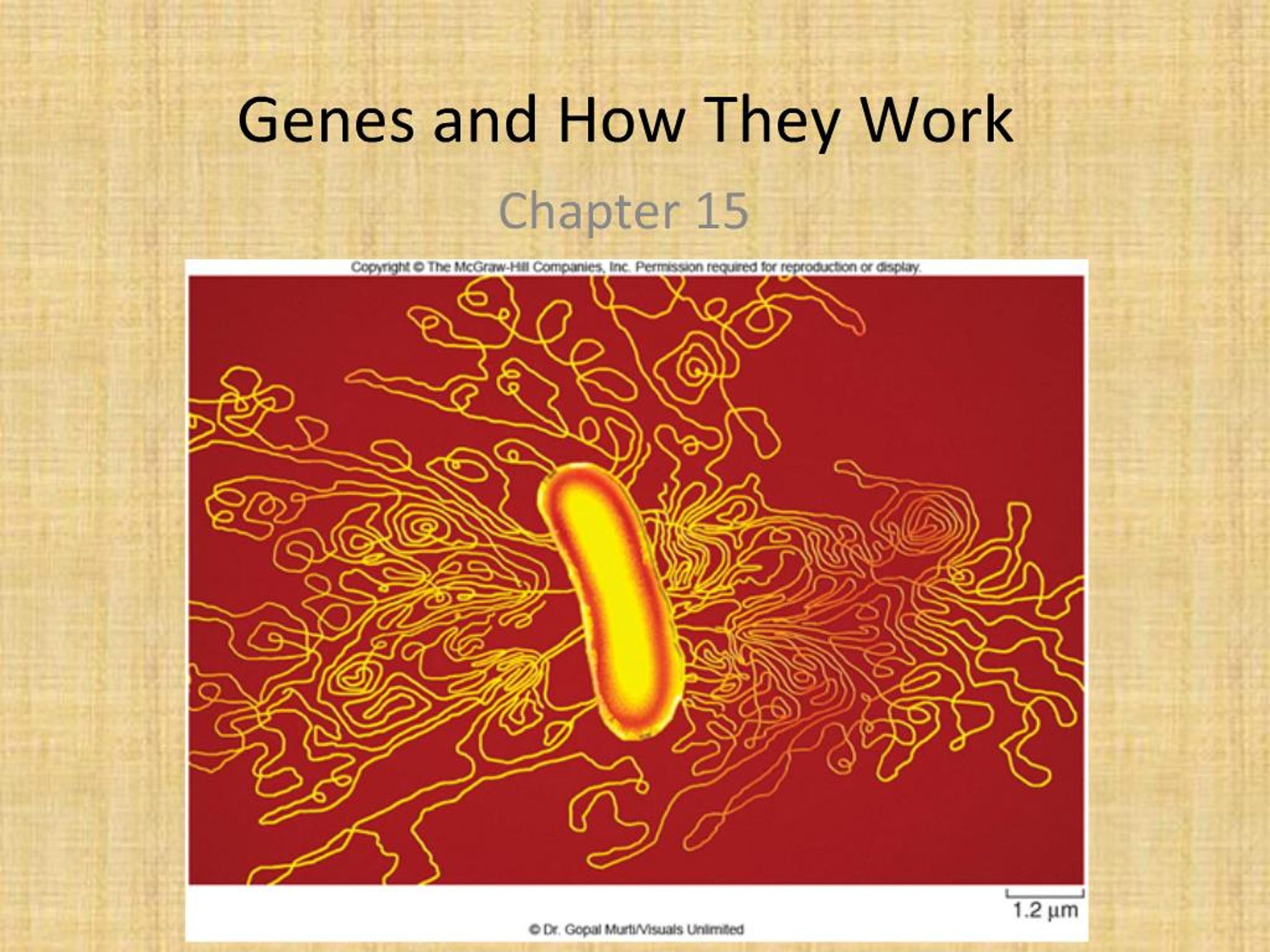 PPT - Central Dogma of Molecular Biology PowerPoint Presentation, free ...