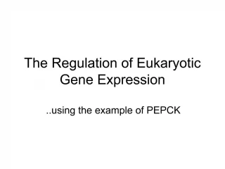 The Regulation of Eukaryotic Gene Expression