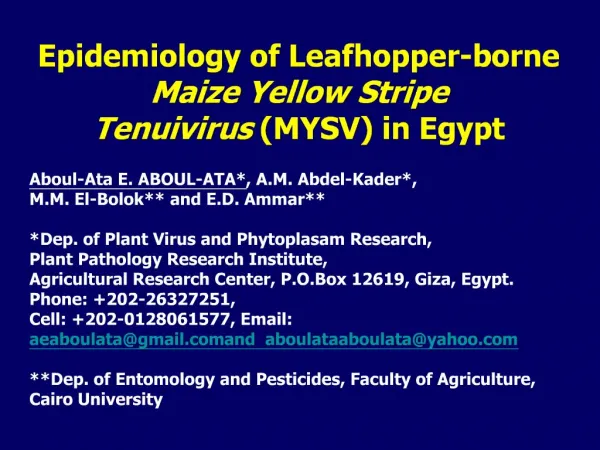 Epidemiology of Leafhopper-borne Maize Yellow Stripe Tenuivirus MYSV in Egypt