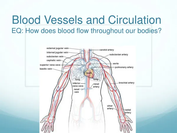 Blood Vessels and Circulation EQ: How does blood flow throughout our bodies?