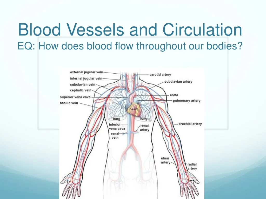 blood vessels and circulation eq how does blood flow throughout our bodies