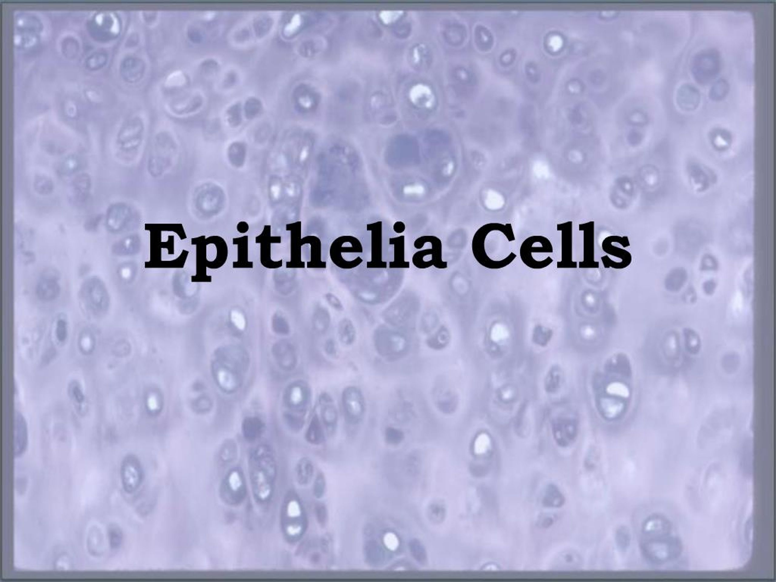 PPT - Understanding Epithelial Cells: Functions, Classification, and ...