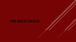 The Bald Eagle - slide 1