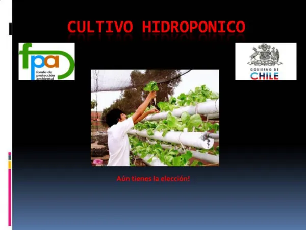 CULTIVO HIDROPONICO