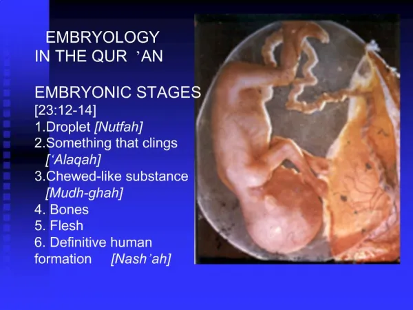 EMBRYOLOGY IN THE QUR AN EMBRYONIC STAGES [23:12-14] 1.Droplet [Nutfah] 2.Something that clings [ Alaqah] 3