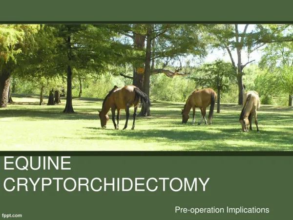 EQUINE CRYPTORCHIDECTOMY