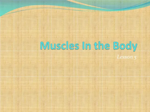 Muscles In the Body