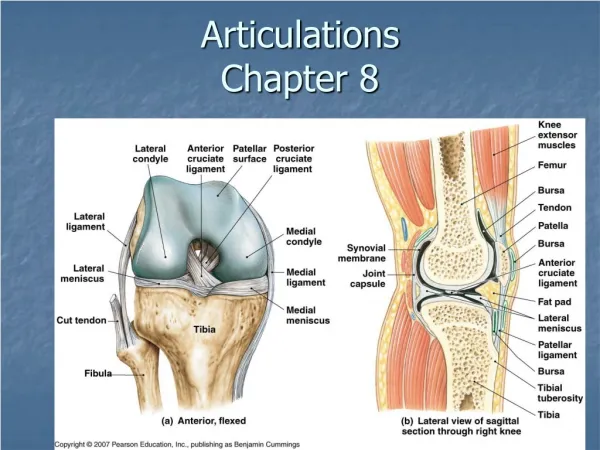 Articulations Chapter 8