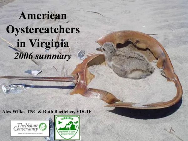 American Oystercatchers in Virginia 2006 summary