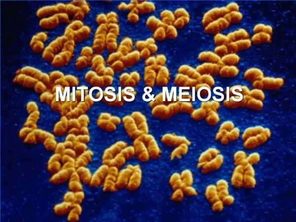 MITOSIS MEIOSIS