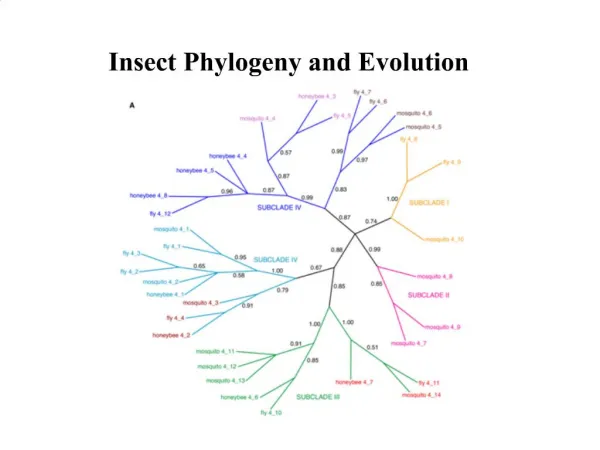 Insect Phylogeny and Evolution