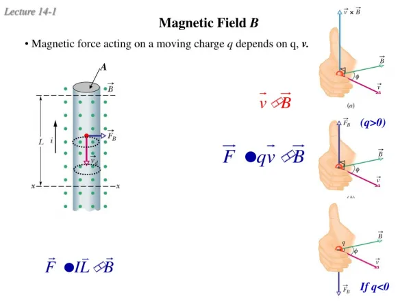 Magnetic Field B