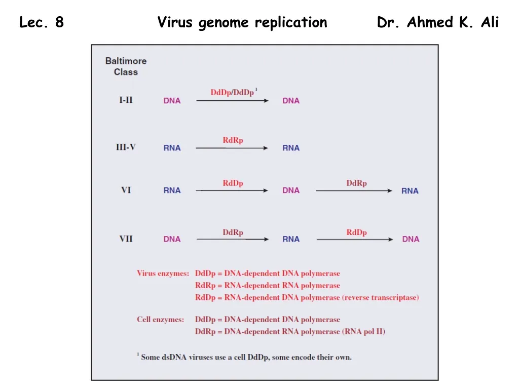 lec 8 virus genome replication dr ahmed k ali