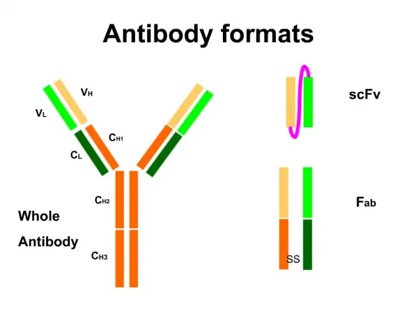 Antibody formats