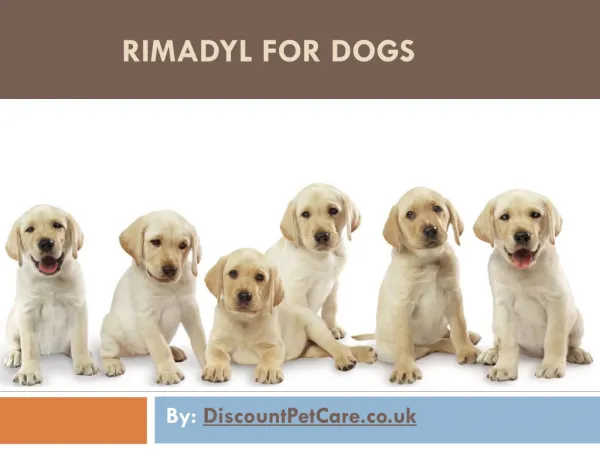 Rimadyl for Dogs