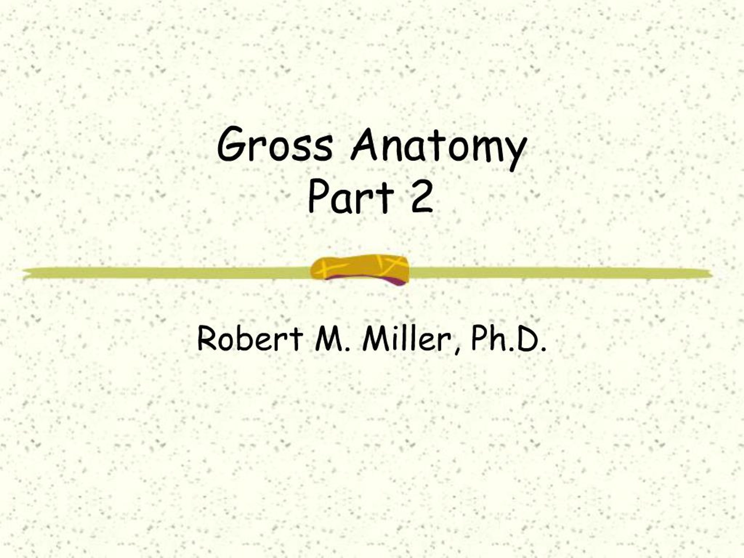PPT - Gross Anatomy Part 2 PowerPoint Presentation, free download - ID ...