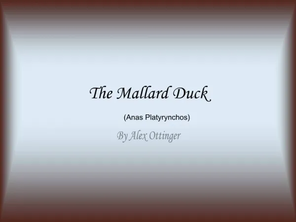 The Mallard Duck