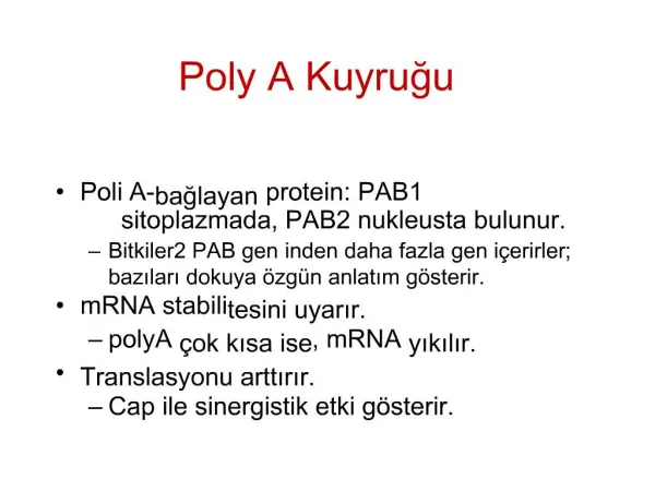 Poly A Kuyrugu