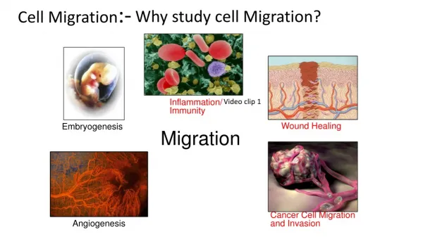 Cell Migration :-