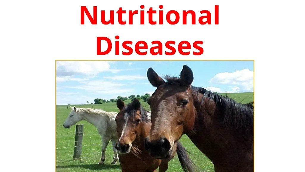 nutritional diseases of horses