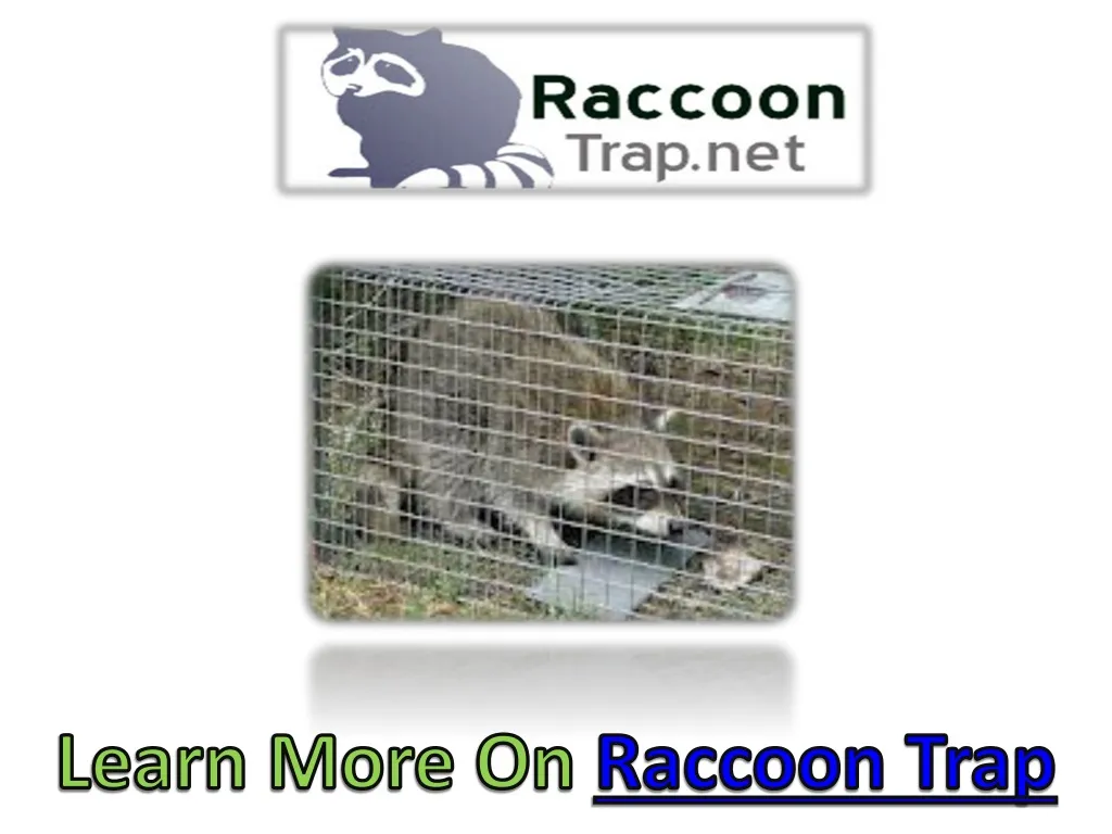 learn more on raccoon trap