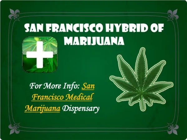 San Francisco Hybrid of Marijuana