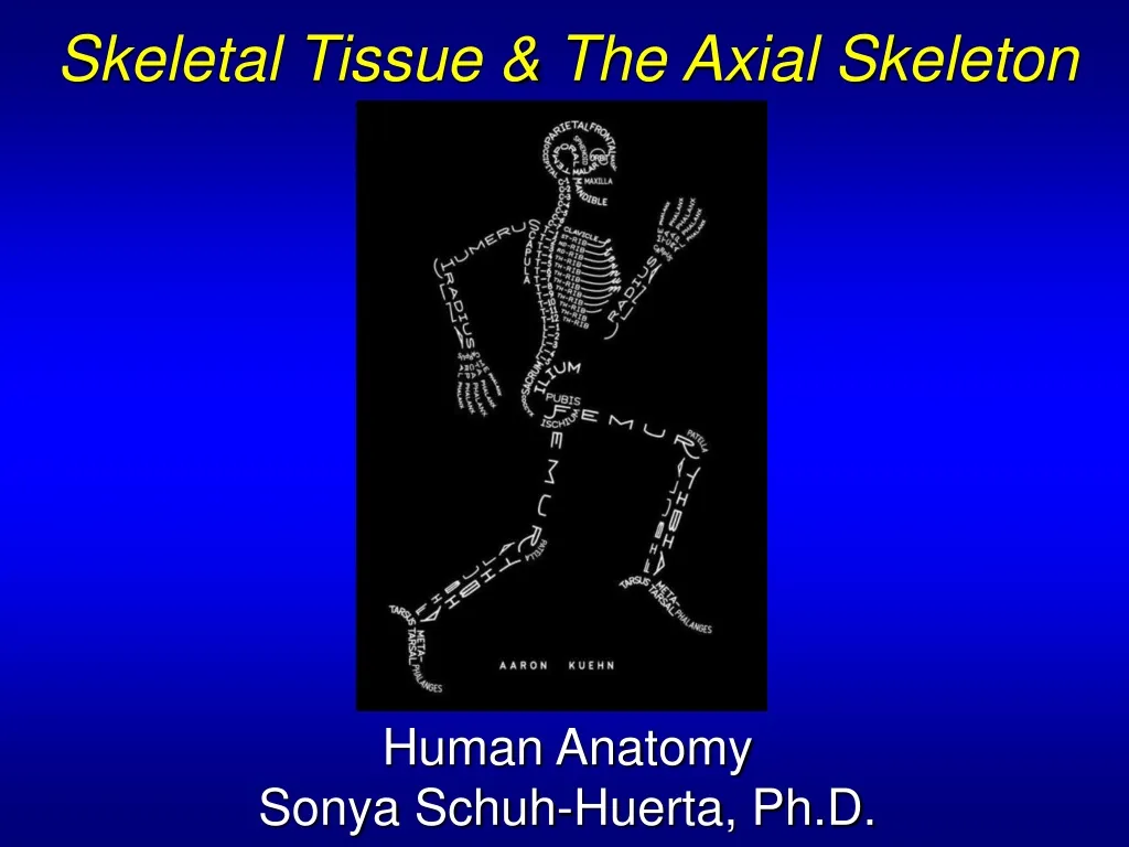 skeletal tissue the axial skeleton human anatomy