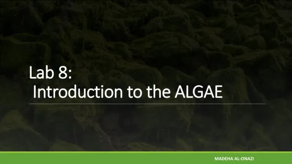 Lab 8: Introduction to the ALGAE