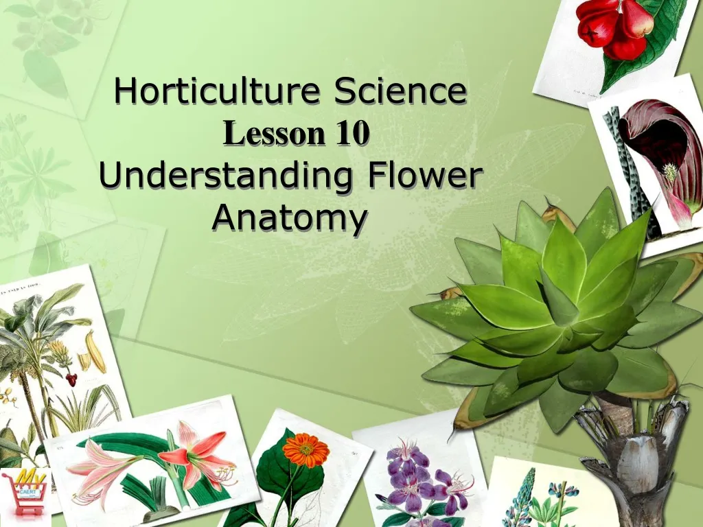 horticulture science lesson 10 understanding flower anatomy