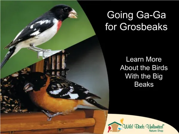 Going Ga-Ga for Grosbeaks