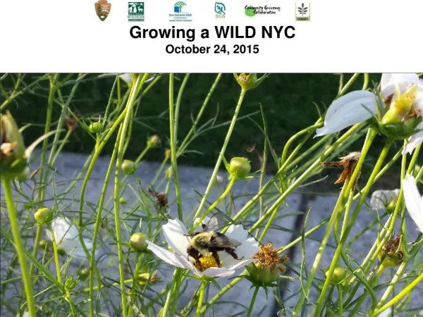 Growing a WILD NYC October 24, 2015