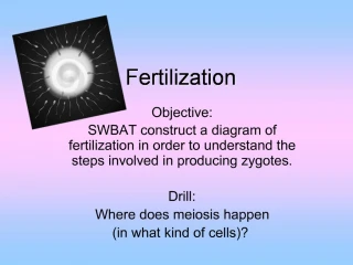 Fertilization - slide 1