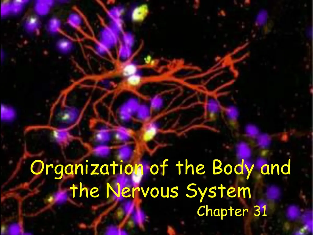 organization of the body and the nervous system